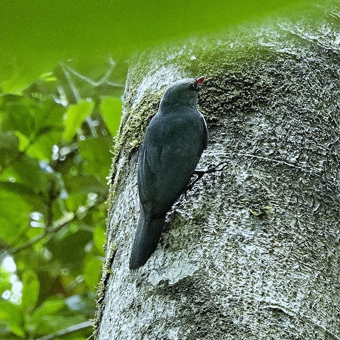 Nuthatch Vanga (Hypositta corallirostris), photo 5