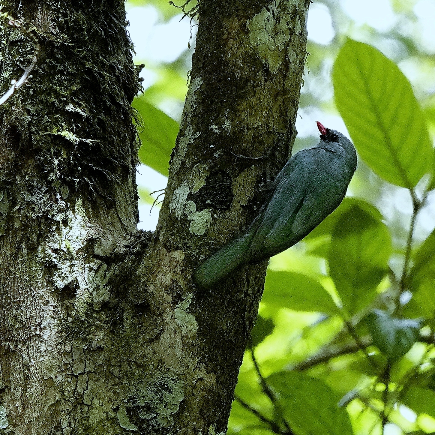 Nuthatch Vanga (Hypositta corallirostris), photo 6
