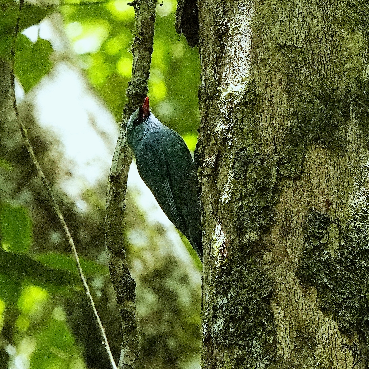 Nuthatch Vanga (Hypositta corallirostris), photo 7