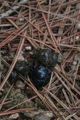 Phelotrupes auratus