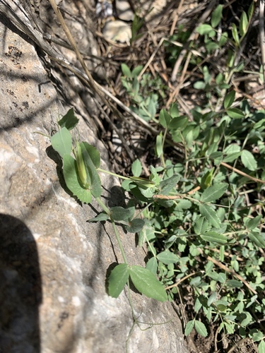 Wild Pea