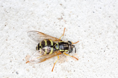 Chrysotoxum festivum