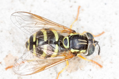 Chrysotoxum festivum