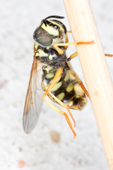 Chrysotoxum festivum