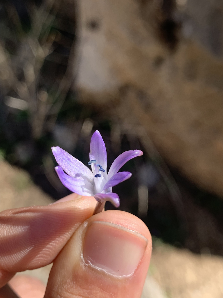 Fessia bisotunensis