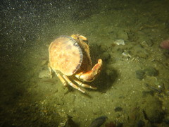 Metacarcinus novaezelandiae