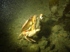 Metacarcinus novaezelandiae