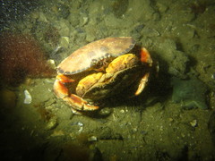 Metacarcinus novaezelandiae