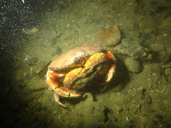 Metacarcinus novaezelandiae