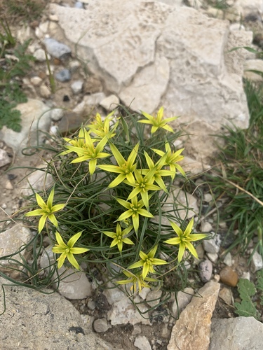 Gagea reticulata