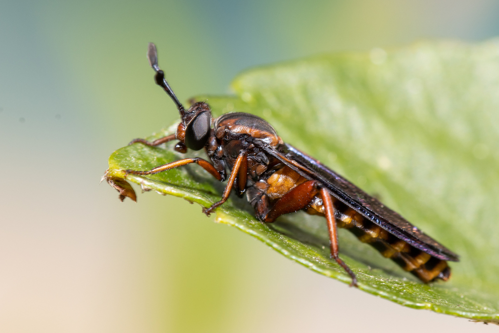 Phyllomydas
