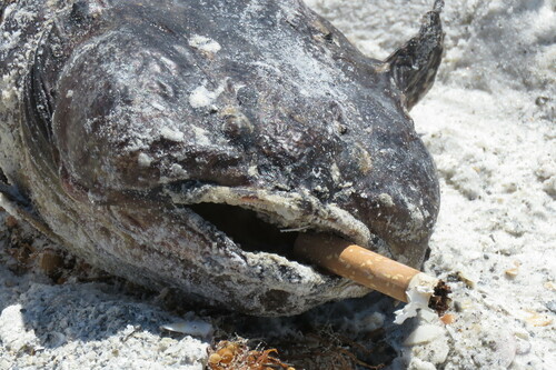 Gulf toadfish (Opsanus beta) — Batrachoididae