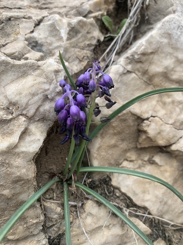 Muscari inconstrictum