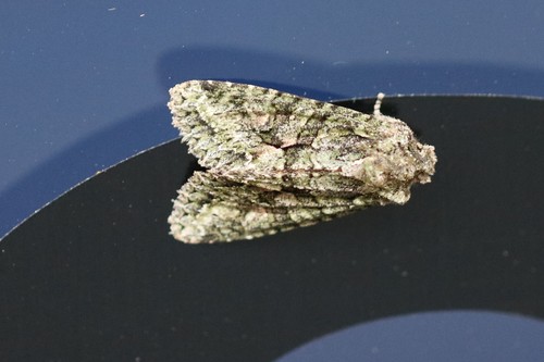 Brindled Green, Wageningen, Nederland, photo 7 of 10