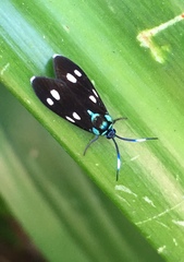 Chrysartona stipata