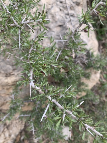 Pallas' Buckthorn