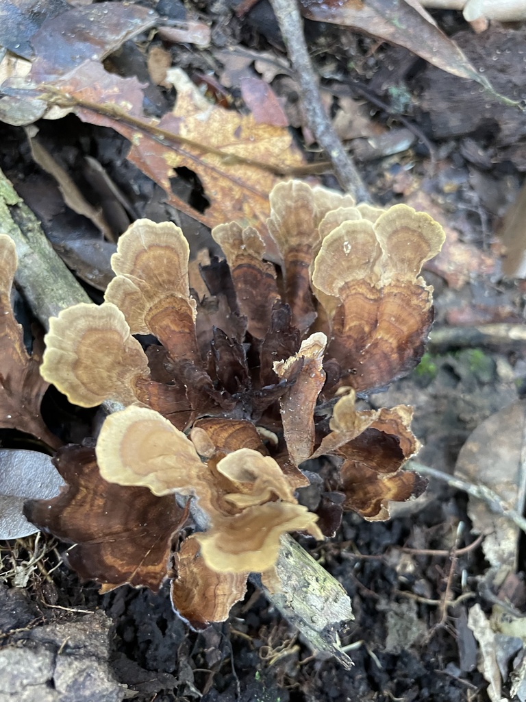 Hymenochaete damicornis · March 2023 · photo: © amberenergy (iNaturalist, cc-by)