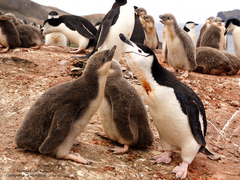 Chinstrap Penguin photo 4