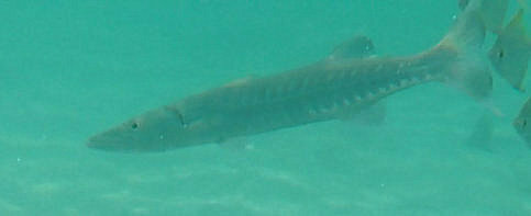 Great Barracuda