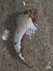 Butterfly Dragonet photo 3
