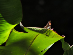 Adelpha iphicleola iphicleola