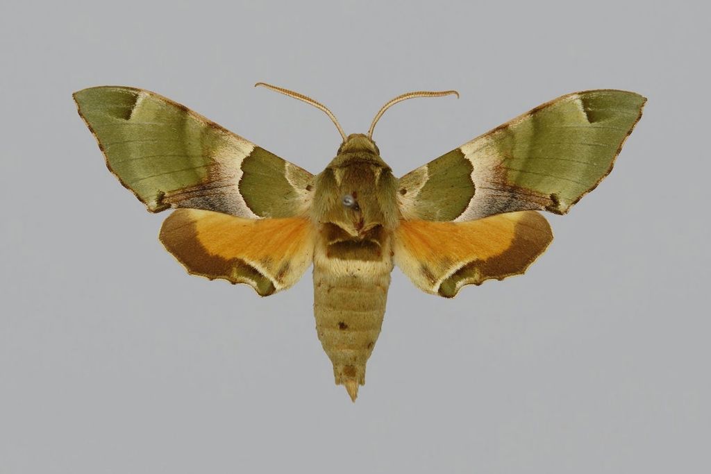 Pistacia Hawkmoth