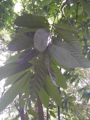 Dipterocarpus