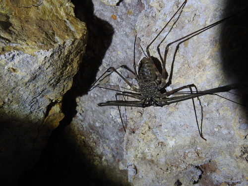 Trichodamon princeps