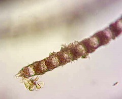 Spyridia hypnoides
