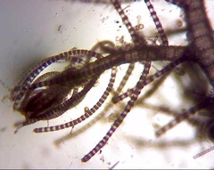 Spyridia hypnoides
