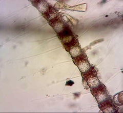 Spyridia hypnoides