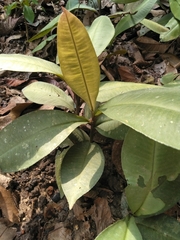 Labisia pumila