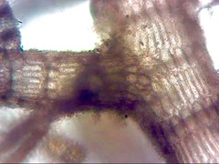 Spyridia hypnoides