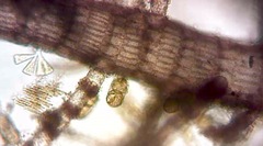Spyridia hypnoides