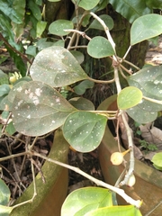 Ficus deltoidea