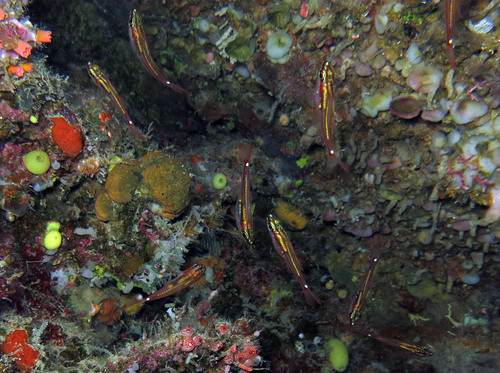 Redfin cardinalfish (Ostorhinchus dispar) — Apogonidae