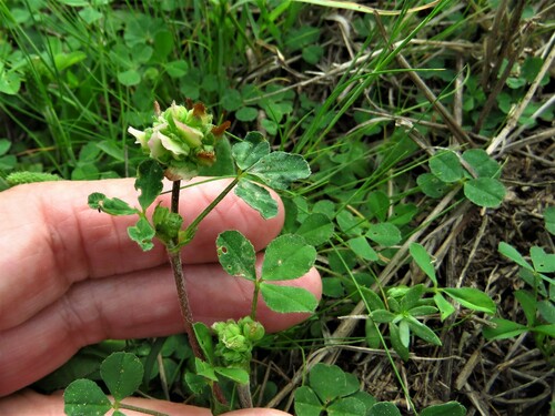 Image of Bejar Clover by (c) Annika Lindqvist, some rights reserved (CC BY)