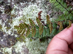Cheilanthes chusana