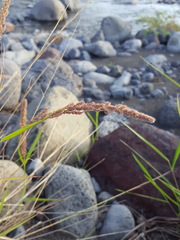 Eragrostis ciliaris image