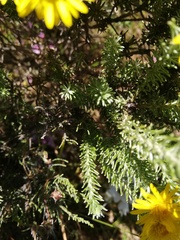 Oedera fruticosa