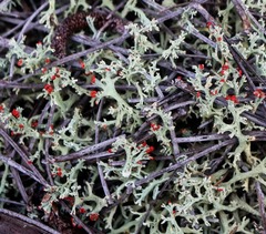Cladonia leporina