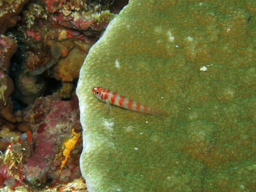 Foto de Trimma plateado (Trimma cana)