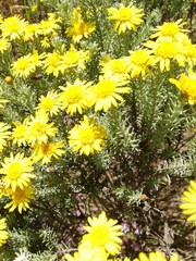 Oedera fruticosa