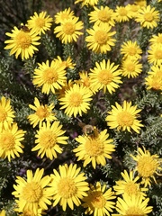 Oedera fruticosa