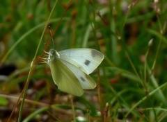 Pieris ergane
