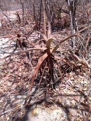 Aloe divaricata image