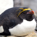 Macaroni Penguin - Photo (c) whodden, some rights reserved (CC BY-NC), uploaded by whodden
