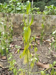 Andrographis paniculata