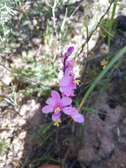 Ixia scillaris