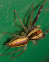 Epocilla calcarata